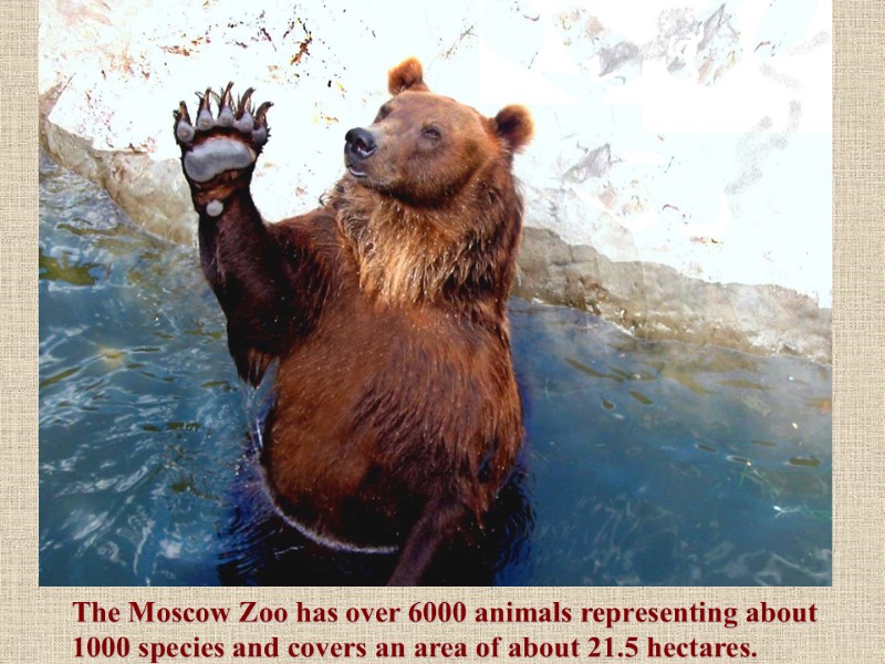 The Moscow Zoo has over 6000 animals representing about 1000 species and covers an